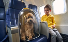 Traveling With Your Pet