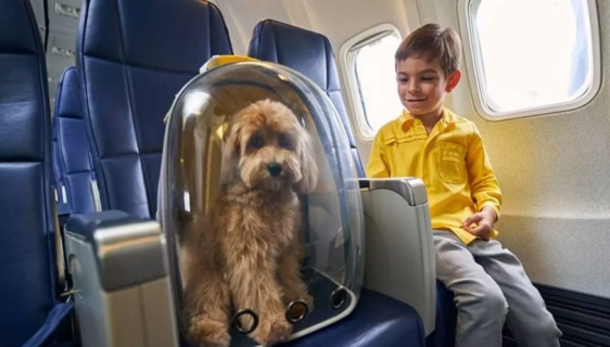 Traveling With Your Pet