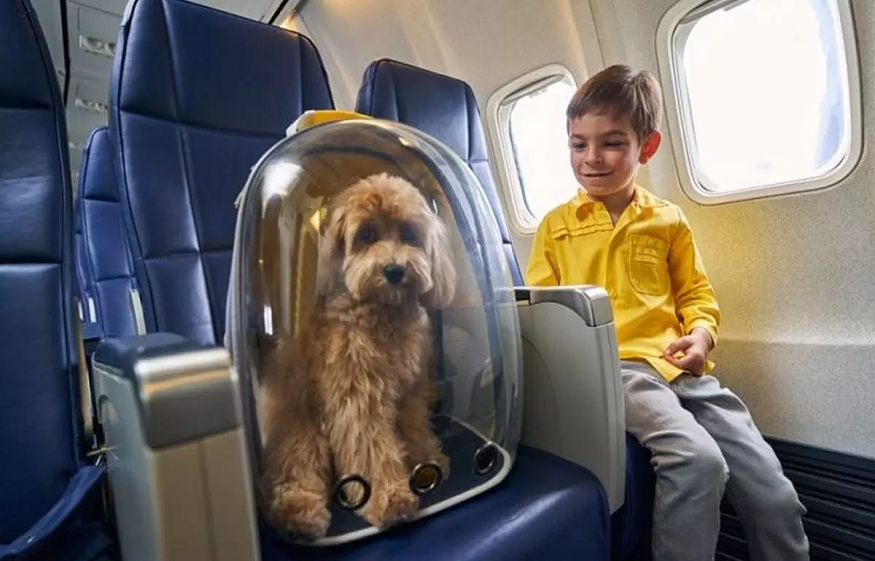 Traveling With Your Pet